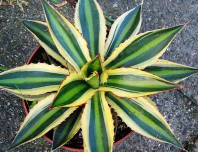 AGAVE LOPANTHA QUADRICOLOR