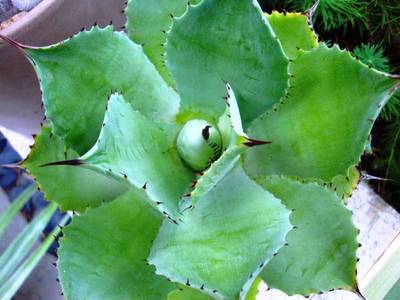 AGAVE POTATORUM