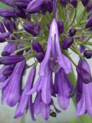 AGAPANTHUS BLACK PANTHA