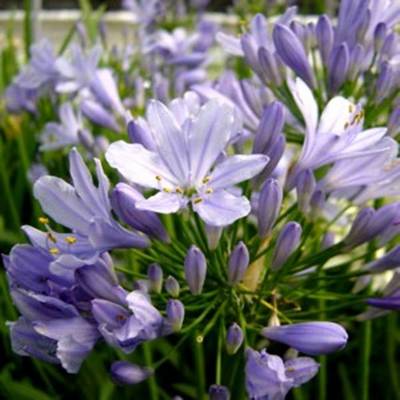 AGAPANTHUS PETER PAN