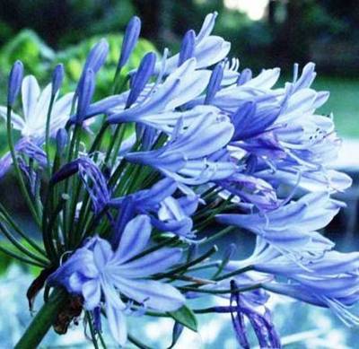 AGAPANTHUS TIMARU
