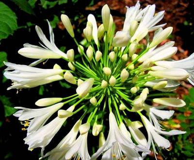 AGAPANTHUS UMBELLATUS ALBUS