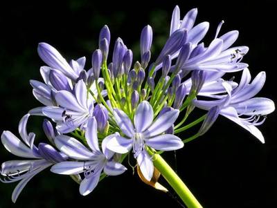 AGAPANTHUS UMBELLATUS OVATUS