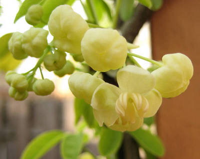 AKEBIA QUINATA CREAM FORM