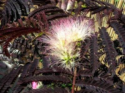 ALBIZIA JULIBRISSIN SUMMER CHOCOLATE