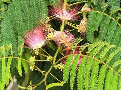 ALBIZIA JULIBRISSIN SHIDARE PENDULA