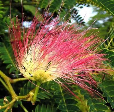 ALBIZIA JULIBRISSIN OMBRELLA