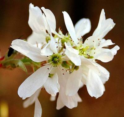 AMELANCHIER ARBOREA ROBIN HILL