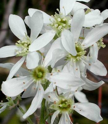 AMELANCHIER LAEVIS SNOWFLACKE