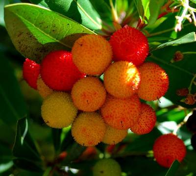 ARBUTUS UNEDO COMPACTA
