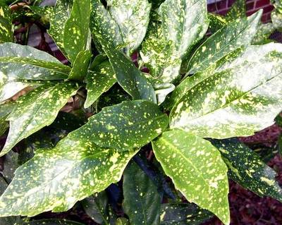 AUCUBA JAPVARIEGATA