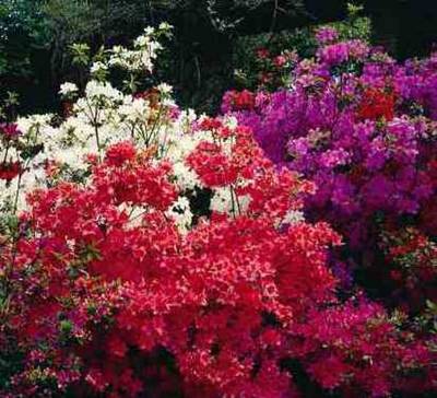 AZALEA JAPRUSTIKA IN VARIETA