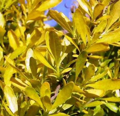 BACCHARIS HALIMIFOLIA BACCADOR