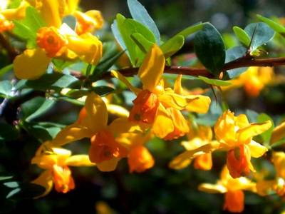 BERBERIS BUXIFOLIA NANA
