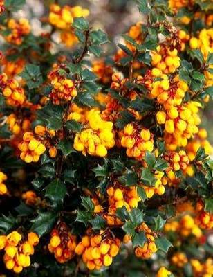 BERBERIS DARWINII COMPACTA