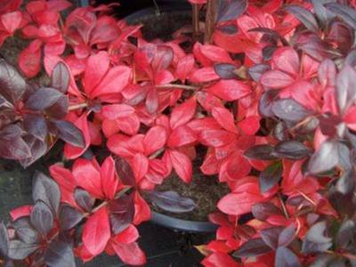 BERBERIS X MEDIA RED JEWEL
