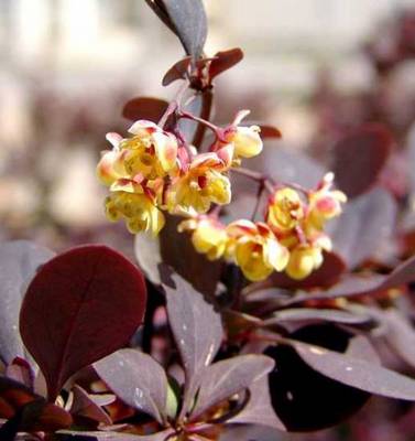 BERBERIS X OTTAWENSIS SUPERBA