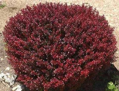 BERBERIS THUNBATROPURPUREA NANA