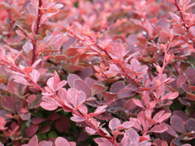 BERBERIS THUNBATROPURPUREA