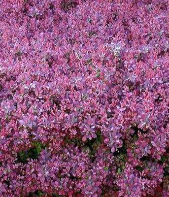 BERBERIS THUNBBAGATELLE