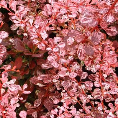 BERBERIS THUNBHARLEQUIN