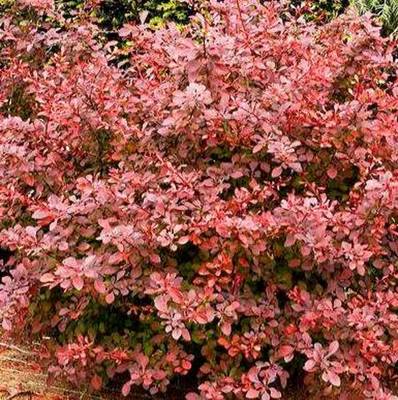 BERBERIS THUNBROSE GLOW