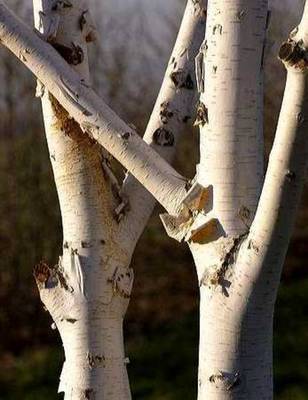 BETULA UTILJACQUEMONTII