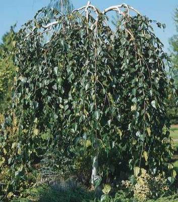 BETULA UTILIS LONG TRUNK INNAL PIEDE