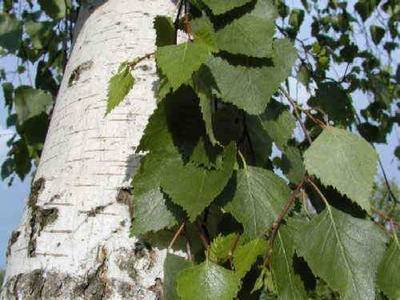 BETULA VERRUCOSA ALBA