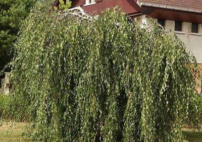 BETULA YOUNGII PENDULA