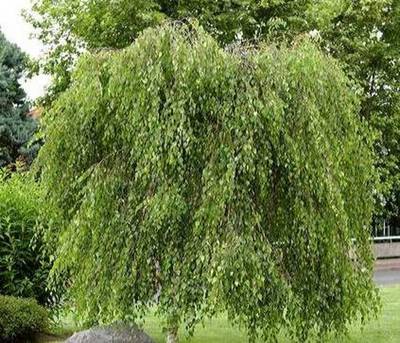 BETULA YOUNGII PENDULA INNIN TESTA