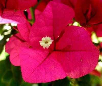 BOUGAINVILLEA BARBARA KARST