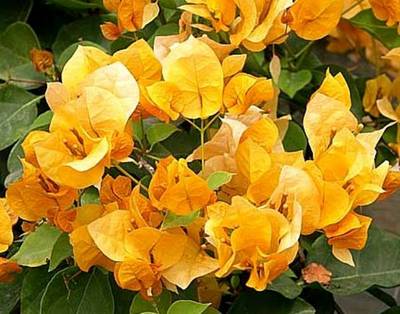 BOUGAINVILLEA CALIFORNIA GOLD
