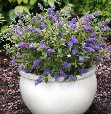 BUDDLEJA DAVIDII BLUE CHIP