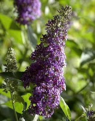 BUDDLEJA DAVIDII BLACK KNIGHT