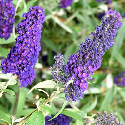 BUDDLEJA DAVIDII EMPIRE BLUE