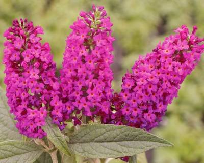 BUDDLEJA DAVIDII MISS RUBY