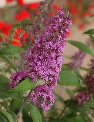 BUDDLEJA DAVIDII PINK DELIGHT