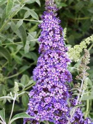 BUDDLEJA DAVIDII REVE DE PAPILLON BLUE