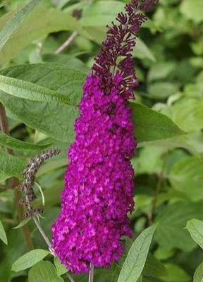 BUDDLEJA DAVIDII ROYAL RED