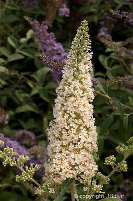BUDDLEJA DAVIDII REVE DE PAPILLON WHITE