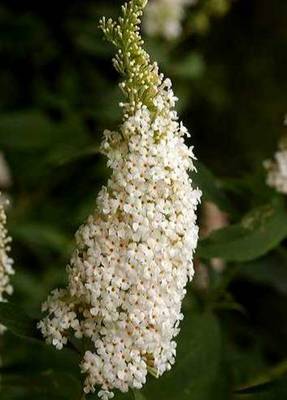 BUDDLEJA DAVIDII WHITE PROFUSION