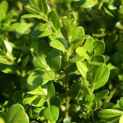 BUXUS MACROPHROTUNDIFOLIA