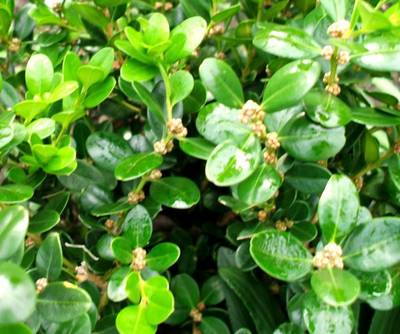 BUXUS MICROPHFAULKNER