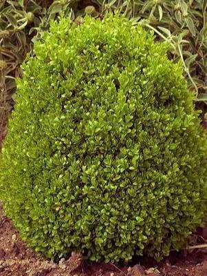BUXUS PUMILA NANA