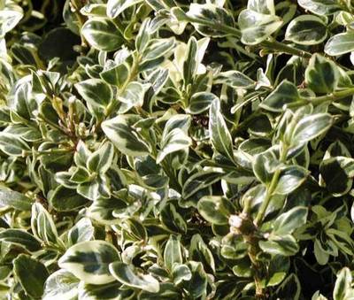 BUXUS SEMPERVIRENS AUREOVARIEGATA