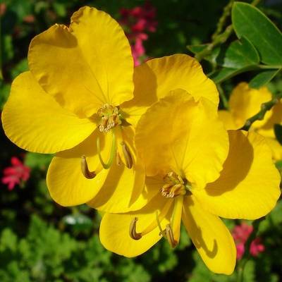 CASSIA CORYMBOSA