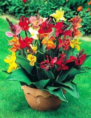 CANNA INDICA IN VARIETA