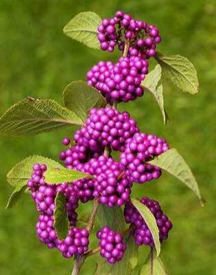 CALLICARPA BODINIERI PROFUSION
