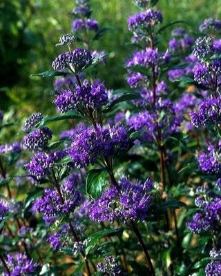 CARYOPTERIS X CLANDGRAND BLEU